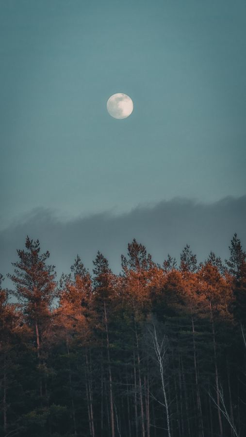 The moon above the treetops