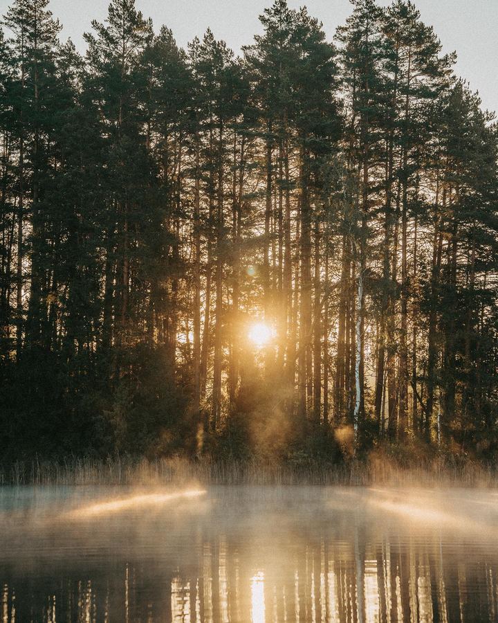 The sun rising through the pines over a misty lake